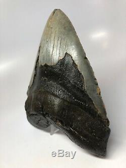 Megalodon Shark Tooth 6.51 Monster Real Fossil No Restoration 4697