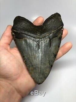 Megalodon Shark Tooth 6.51 Monster Real Fossil No Restoration 4697