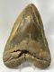 Megalodon Shark Tooth 6.69 Monster Authentic Fossil Natural 12698