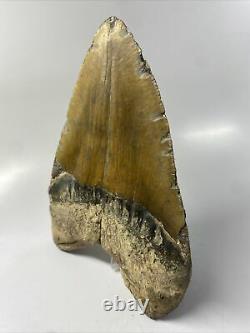 Megalodon Shark Tooth 6.69 MONSTER Authentic Fossil Natural 12698