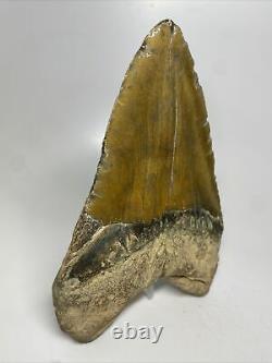 Megalodon Shark Tooth 6.69 MONSTER Authentic Fossil Natural 12698