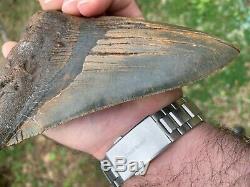 Megalodon Shark Tooth 6.9755 inch 100% NATURAL WORLD CLASS! Best on eBay