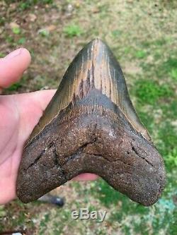 Megalodon Shark Tooth 6.9755 inch 100% NATURAL WORLD CLASS! Best on eBay