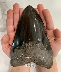 Megalodon Shark Tooth 6 in. Dimond Polished REAL FOSSIL NO RESTORATIONS