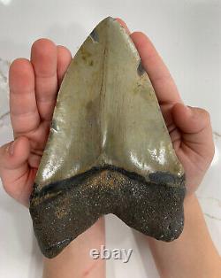 Megalodon Shark Tooth 6 in. Dimond Polished REAL FOSSIL NO RESTORATIONS