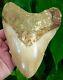 Megalodon Shark Tooth 6 In. Indonesian Real Fossil No Restoration