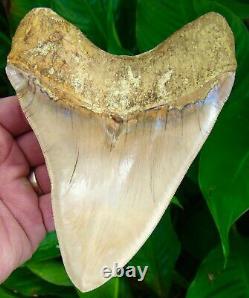 Megalodon Shark Tooth 6 in. INDONESIAN REAL FOSSIL NO RESTORATION