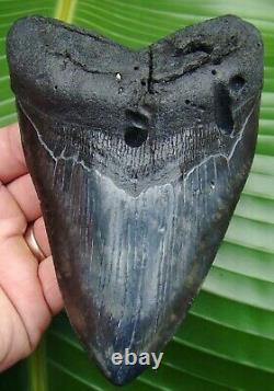 Megalodon Shark Tooth 6 in REAL FOSSIL NOT FAKE NO RESTORATIONS