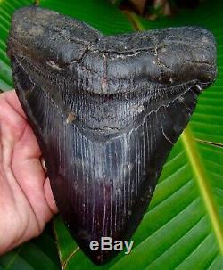 Megalodon Shark Tooth 6 in. SERRATED REAL FOSSIL NO RESTORATIONS