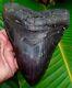 Megalodon Shark Tooth 6 In. Serrated Real Fossil No Restorations