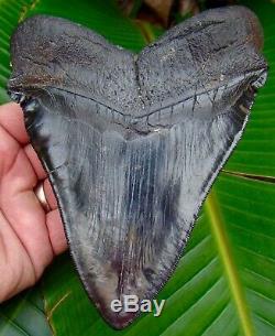 Megalodon Shark Tooth 6 in. SERRATED REAL FOSSIL NO RESTORATIONS