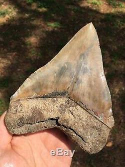 Megalodon Shark Tooth 6 in. SERRATED, WIDE Georgia, Real Megalodon Tooth