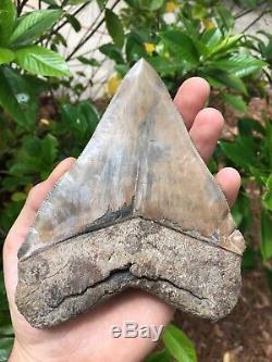Megalodon Shark Tooth 6 in. SERRATED, WIDE Georgia, Real Megalodon Tooth