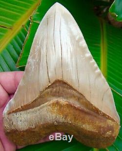 Megalodon Shark Tooth 6 in. ULTRA RARE INDONESIA NO RESTORATIONS