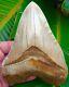 Megalodon Shark Tooth 6 In. Ultra Rare Indonesia No Restorations