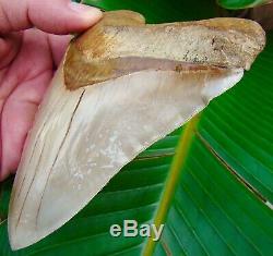 Megalodon Shark Tooth 6 in. ULTRA RARE INDONESIA NO RESTORATIONS