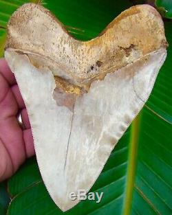 Megalodon Shark Tooth 6 in. ULTRA RARE INDONESIA NO RESTORATIONS