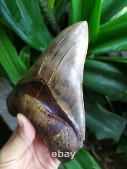 Megalodon Shark Tooth 6'' x 4.6'' Huge Upper Indo Super Quality Six Incher