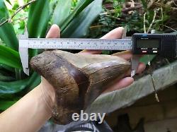 Megalodon Shark Tooth 6'' x 4.6'' Huge Upper Indo Super Quality Six Incher