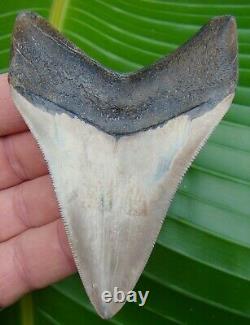 Megalodon Shark Tooth ALMOST 4 in. LIGHT COLORED MEG from GEORGIA RIVER