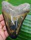 Megalodon Shark Tooth Almost 5 In. Colorful Real Fossil No Restorations