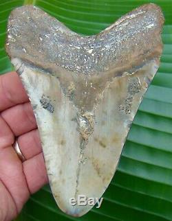 Megalodon Shark Tooth ALMOST 5 in. COLORFUL REAL FOSSIL NO RESTORATIONS