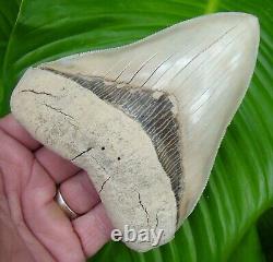 Megalodon Shark Tooth ALMOST 5 in. RARE LEE CREEK AURORA NO RESTORATIONS
