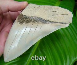 Megalodon Shark Tooth ALMOST 5 in. RARE LEE CREEK AURORA NO RESTORATIONS