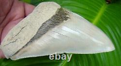 Megalodon Shark Tooth ALMOST 5 in. RARE LEE CREEK AURORA NO RESTORATIONS