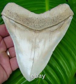 Megalodon Shark Tooth ALMOST 5 in. RARE LEE CREEK AURORA NO RESTORATIONS