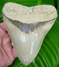 Megalodon Shark Tooth ALMOST 5 in. RARE LEE CREEK AURORA NO RESTORATIONS