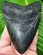 Megalodon Shark Tooth Almost 5 In. Real Fossil Huge No Restoration
