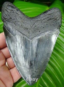 Megalodon Shark Tooth ALMOST 5 in. REAL FOSSIL HUGE NO RESTORATION