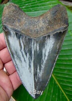 Megalodon Shark Tooth ALMOST 5 in. SERRATED REAL NO RESTORATIONS