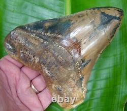 Megalodon Shark Tooth ALMOST 6 in. PERU ULTRA RARE REAL FOSSIL PERUVIAN