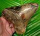 Megalodon Shark Tooth Almost 6 In. Peru Ultra Rare Real Fossil Peruvian