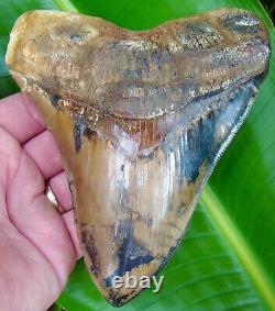 Megalodon Shark Tooth ALMOST 6 in. PERU ULTRA RARE REAL FOSSIL PERUVIAN