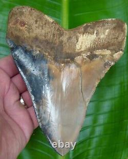 Megalodon Shark Tooth ALMOST 6 in. PERU ULTRA RARE REAL FOSSIL PERUVIAN