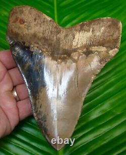 Megalodon Shark Tooth ALMOST 6 in. PERU ULTRA RARE REAL FOSSIL PERUVIAN