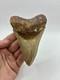 Megalodon Shark Tooth Amazing Colors Indonesian 4.5 All Natural Fossil