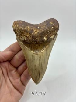 Megalodon Shark Tooth AMAZING COLORS Indonesian 4.5 All Natural Fossil