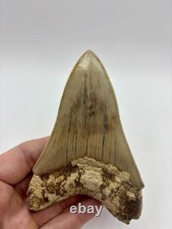 Megalodon Shark Tooth AMAZING COLORS Indonesian 4.5 All Natural Fossil