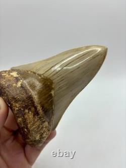 Megalodon Shark Tooth AMAZING COLORS Indonesian 4.5 All Natural Fossil