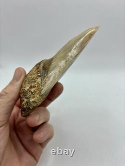 Megalodon Shark Tooth AMAZING COLORS Indonesian 4.5 All Natural Fossil