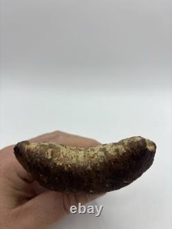 Megalodon Shark Tooth AMAZING COLORS Indonesian 4.5 All Natural Fossil