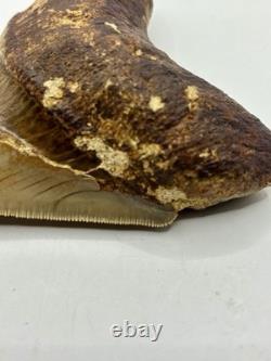 Megalodon Shark Tooth AMAZING COLORS Indonesian 4.5 All Natural Fossil