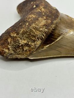 Megalodon Shark Tooth AMAZING COLORS Indonesian 4.5 All Natural Fossil