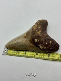 Megalodon Shark Tooth AMAZING COLORS Indonesian 4.5 All Natural Fossil