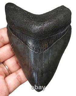 Megalodon Shark Tooth Almost 4 Inch 100% Real Fossil No Restoration