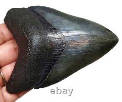 Megalodon Shark Tooth Almost 4 Inch 100% Real Fossil No Restoration